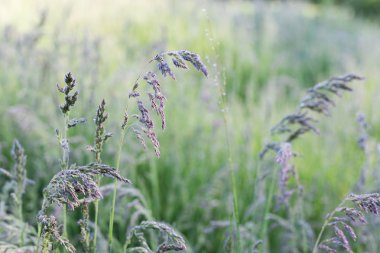 Çiy damlalı çimenler 