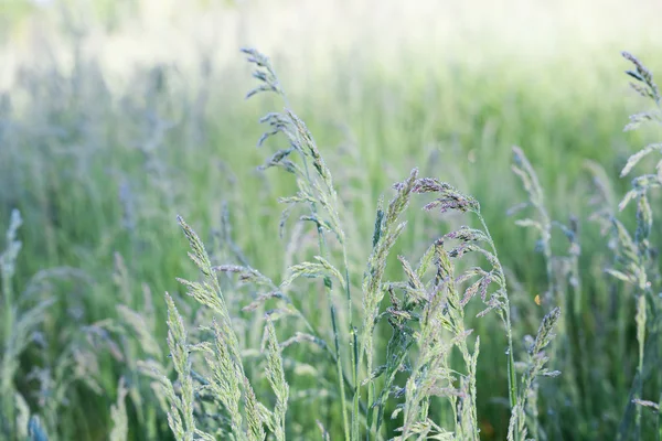 stock image Grass with dew drops 