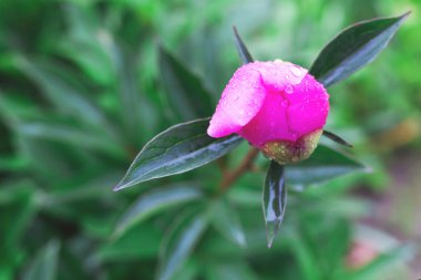 Taze Şakayık bud yakın çekim 