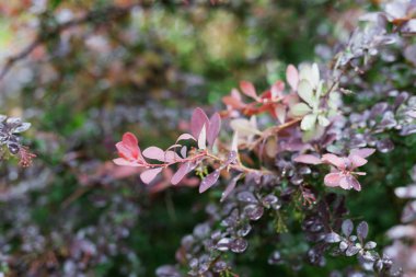  Kırmızı ve mor ağaç yaprakları çiğ damlaları ile