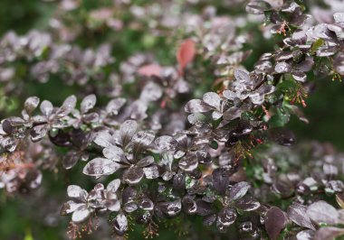  Kırmızı ve mor ağaç yaprakları çiğ damlaları ile