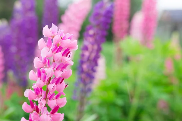 Fleur de lupin fraîche close up — Photo