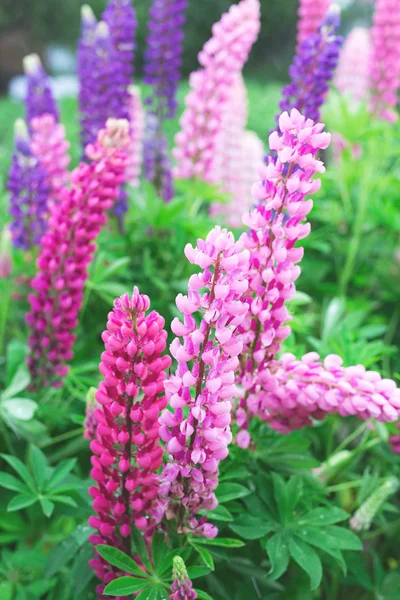 Acı bakla çiçeği taze yakın çekim 