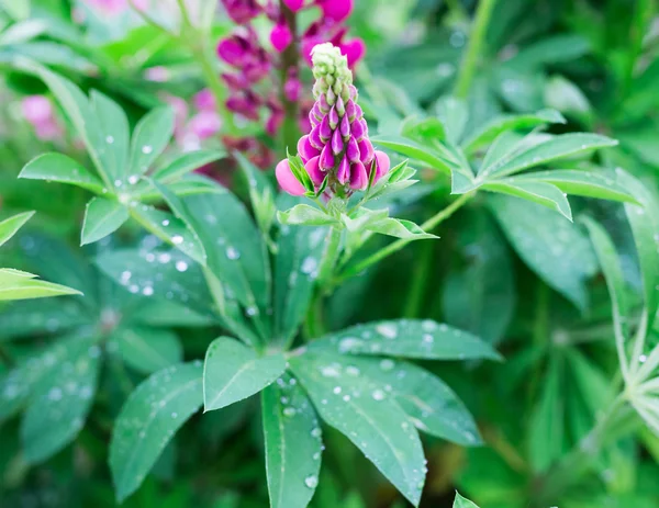 Fleur de lupin fraîche close up — Photo