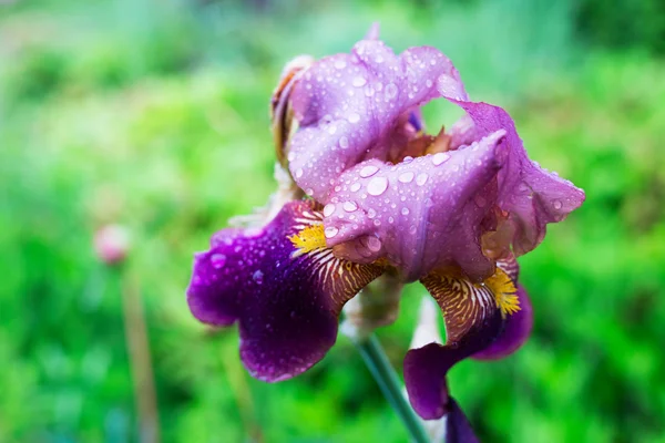 Čerstvé iris květ zblízka — Stock fotografie