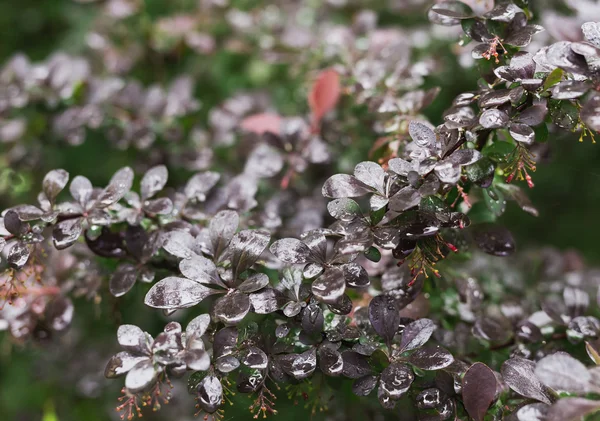  Kırmızı ve mor ağaç yaprakları çiğ damlaları ile