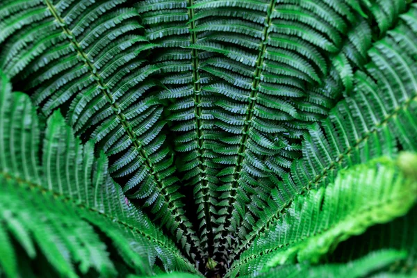 Zöld Pteridium aquilinum — Stock Fotó