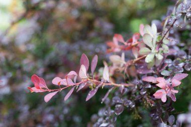  Kırmızı ve mor ağaç yaprakları çiğ damlaları ile