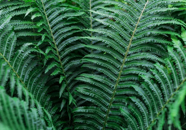 Grüner Pteridium aquilinum — Stockfoto