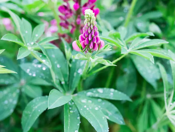 Verse lupine bloesem close-up — Stockfoto