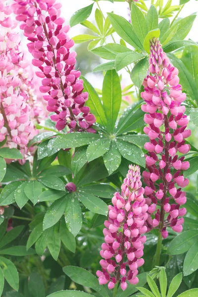 Fresh lupine blossom close up Stock Image