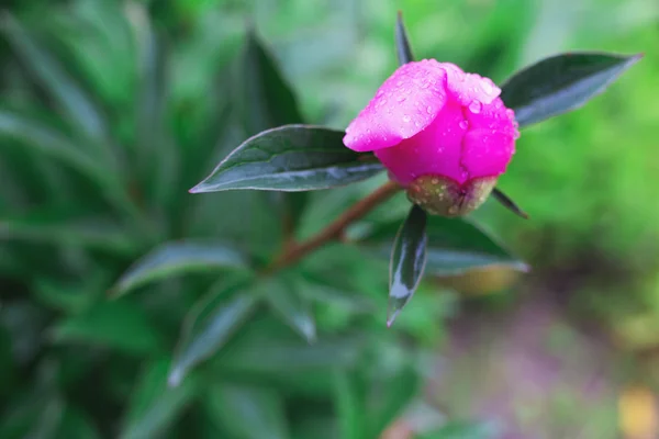 Bourgeon de pivoine frais fermer — Photo