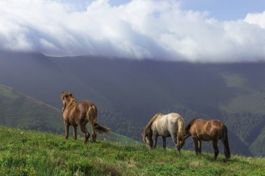 Atları dağlar peyzaj