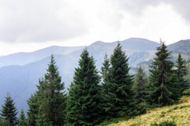 Dağ doruklarına, iğne yapraklı orman ve yeşil çayır