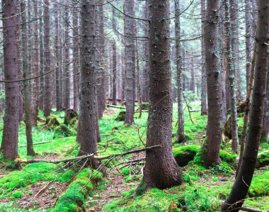Yaz, gündoğumu eski Ladin ile iğne yapraklı orman