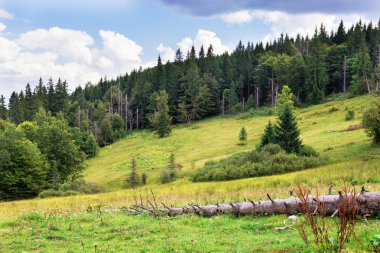 Dağ doruklarına, iğne yapraklı orman ve yeşil çayır