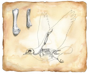 Kuş anatomisi - suluboya