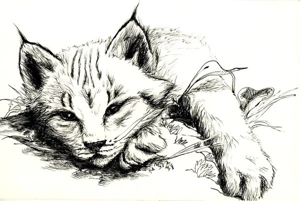 Jovem ilustração bobcat — Fotografia de Stock