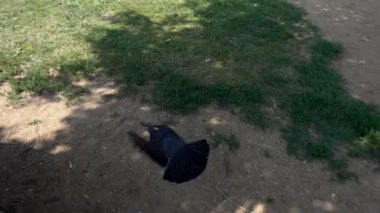 Uçan güvercin, ağır çekim 480 fps, Hd ayak