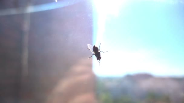 Volar en la ventana lenta hd — Vídeo de stock