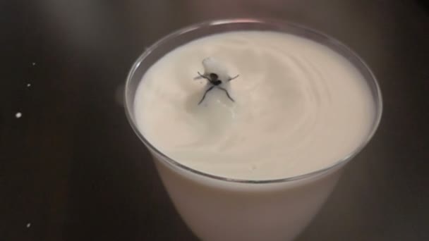 Eine Fliege fiel in die Milch — Stockvideo