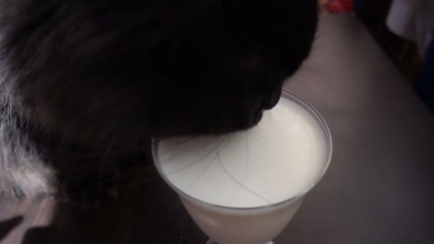 Cat drinking milk from a mug — Stock Video