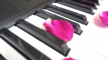 Gül yaprakları romantizm simgeleyen piyano veya synthesizer anahtarları arasında dağılmış