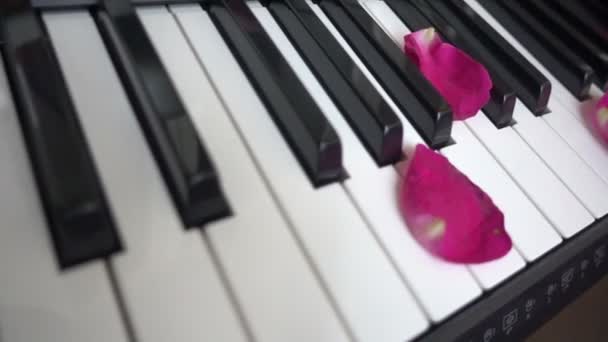 Лепестки роз разбросаны по клавишам фортепиано или синтезатора, символизируя романтику — стоковое видео