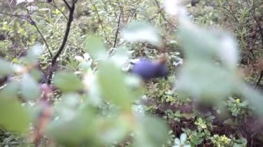 yaban mersini çalı ormanda