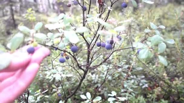 Blueberry buskar i skogen — Stockvideo