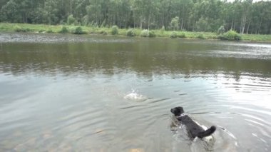 bir köpek nehirde yüzüyor