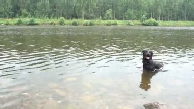 bir köpek nehirde yüzüyor