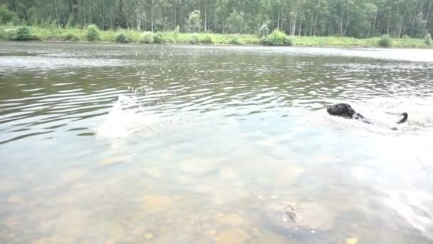 En hund som simmar i floden — Stockvideo