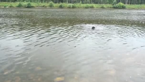 Собака плавает в реке — стоковое видео
