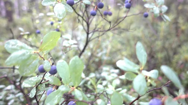 Blueberry bushes in the woods — Stock Photo, Image