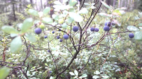 Blueberry struiken in het bos — Stockfoto