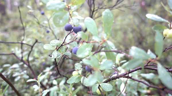 Blåbærbuske i skoven - Stock-foto