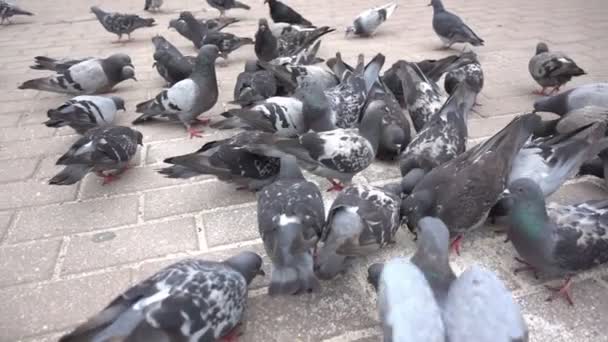Muchas palomas comiendo migas de pan. Movimiento lento . — Vídeos de Stock