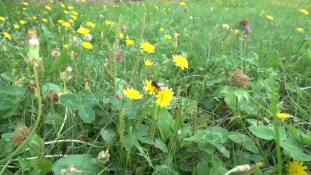 Бджоли збирають нектар на жовтих квітах на тлі розмитих жовтих квітів — стокове відео