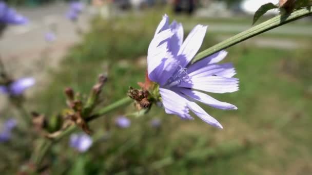 Закрыть синий цветок — стоковое видео