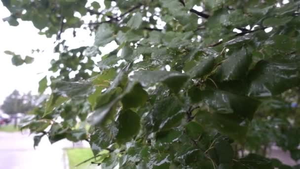Las hojas de los árboles bajo la lluvia, paisaje urbano — Vídeos de Stock
