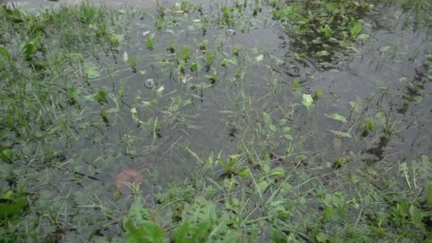 A grama na chuva com gotas de água — Vídeo de Stock
