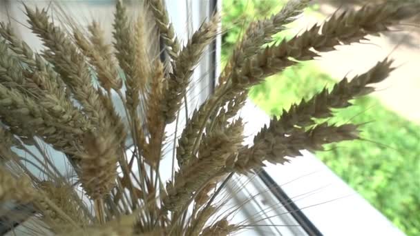 Fechar um buquê de espigas de trigo na janela — Vídeo de Stock