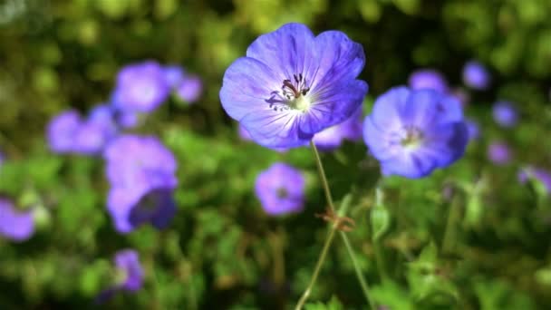 Achtergrond van blauwe bloemen — Stockvideo