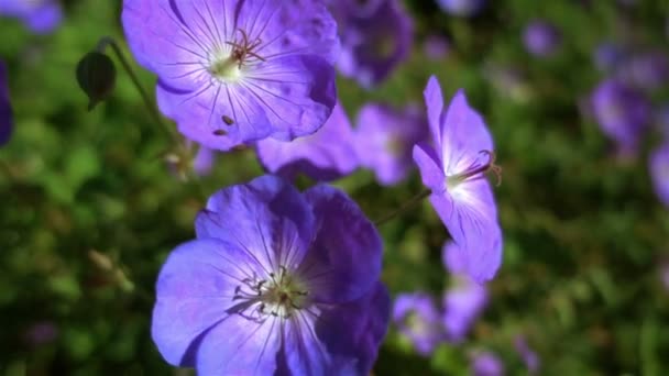 Bakgrund av blå blommor — Stockvideo