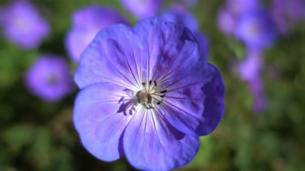 Fondo de flores azules — Vídeo de stock