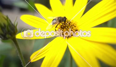 Arı sarı çiçekler yavaş hareket üzerinde kapatın