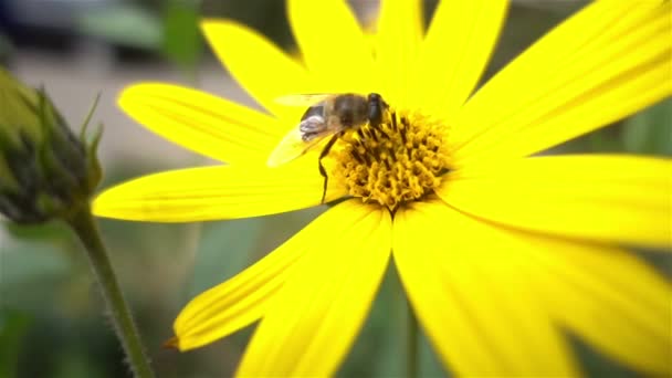Закрыть пчелу на желтых цветах — стоковое видео
