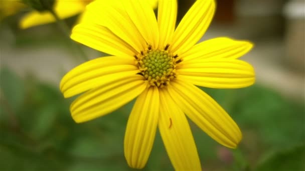 Fechar flores amarelas câmera lenta — Vídeo de Stock