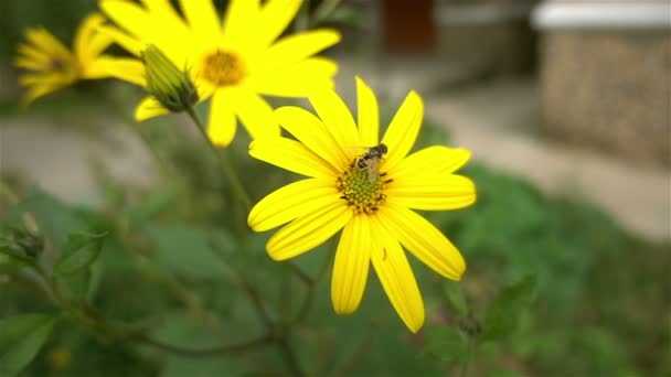 Κλείστε μέλισσα σε κίτρινο λουλούδια αργή κίνηση — Αρχείο Βίντεο